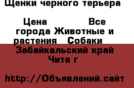 Щенки черного терьера › Цена ­ 35 000 - Все города Животные и растения » Собаки   . Забайкальский край,Чита г.